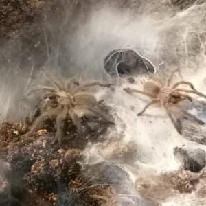 Monocentropus balfouri Spiderlinge