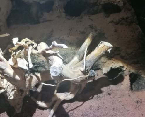 Monocentropus balfouri Terrarium