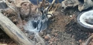 Monocentropus balfouri Vogelspinne