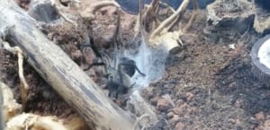 Monocentropus balfouri Vogelspinne Jemen