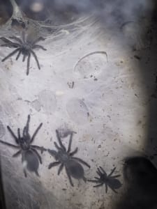 Monocentropus balfouri Vogelspinnen 2020-01