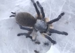 Monocentropus balfouri Vogelspinnen 2021-22