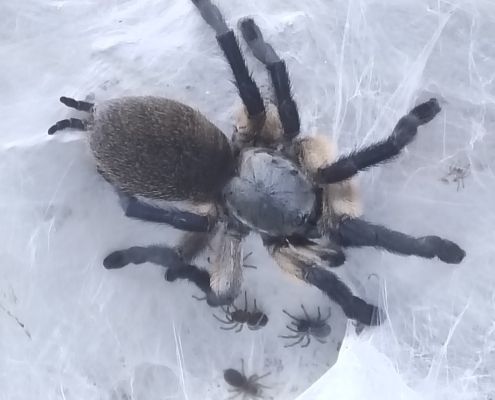 Monocentropus balfouri Vogelspinnen 2021-22