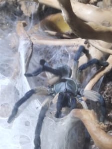 Monocentropus balfouri Vogelspinnen 2021-227