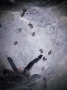 Monocentropus balfouri Vogelspinnen 2021-228