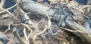 Blaue Jemen-Vogelspinne Adulte Tiere