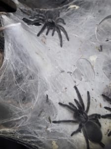 Blaue Jemen Vogelspinnen Nachwuchs