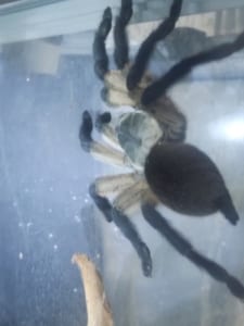 vogelspinne474
