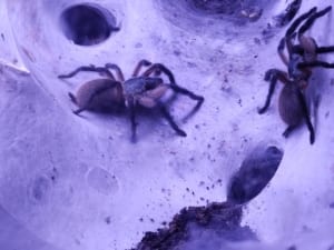 Webspinnen