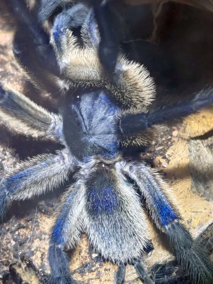 Monocentropus balfouri Männchen adult