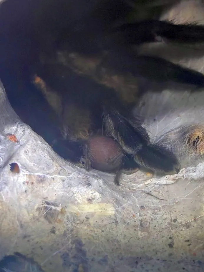 Monocentropus balfouri Mama mit Baby