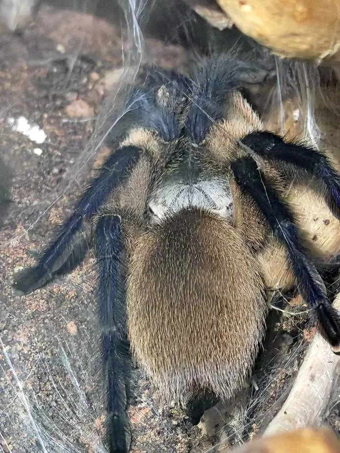 Monocentropus balfouri frisch adultes Weibchen