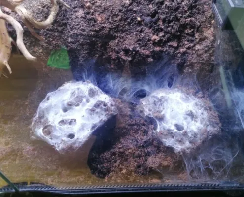 2x5 Monocentropus balfouri Gruppen