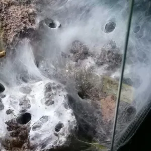 2x5 Monocentropus balfouri Gruppen wachsen zusammen