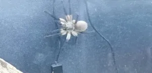 Monocentropus balfouri 202