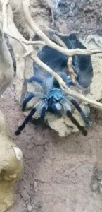 Monocentropus balfouri 2024
