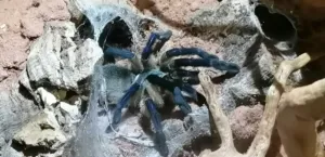 Monocentropus balfouri blaue Jemen vogelspinne