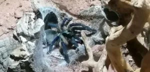 Monocentropus balfouri blaue Jemen vogelspinne sokotra island