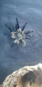 Monocentropus balfouri 2024