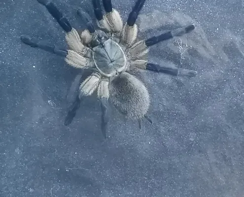 IMonocentropus balfouri 2024 Monocentropus balfouri 2024