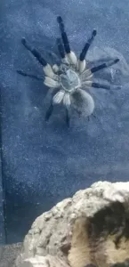 Monocentropus balfouri 20247