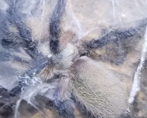 monocentropus-balfouri baby 2