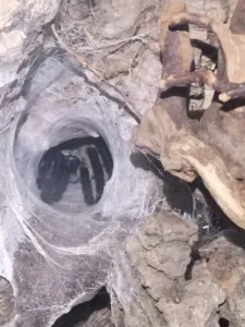 monocentropus-balfouri baby