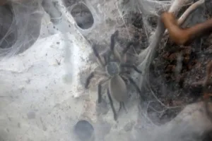 monocentropus-balfouri 2022