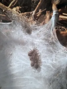 monocentropus-balfouri babys