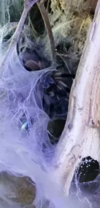 Monocentropus balfouri