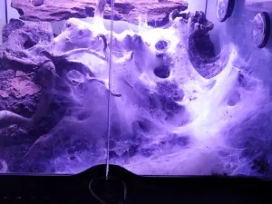 Balfouri Terrarium nach wenigen Monaten