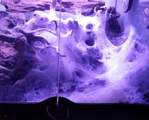 Balfouri Terrarium nach wenigen Monaten