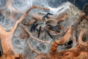 Blaue Jemen Vogelspinne