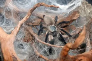 Blaue Jemen Vogelspinne