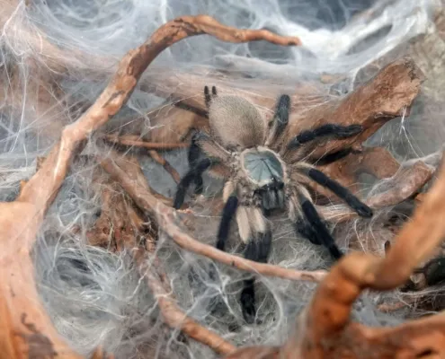 Blaue Jemen Vogelspinne