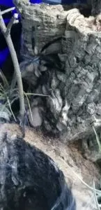 monocentropus balfouri socotra island blue baboon