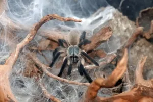 Blaue Jemen Vogelspinne