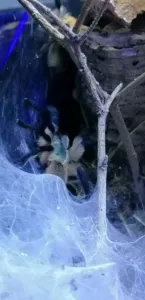 Monocentropus balfouri Gruppe