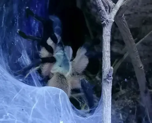 Monocentropus balfouri Gruppe Monocentropus balfouri Gruppe