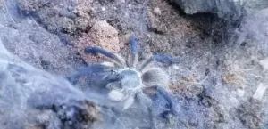 Blaue Jemen Vogelspinne 0.0.1
