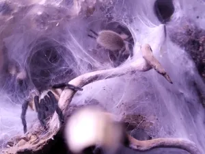 Blaue Jemen-Vogelspinne