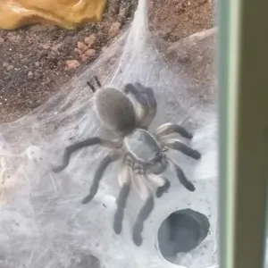 Blaue Jemen-Vogelspinnen