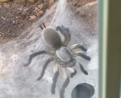 Blaue Jemen-Vogelspinnen Blaue Jemen-Vogelspinnen