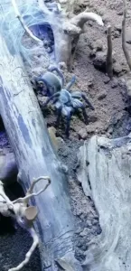 blue baboon tarantula Jemen Sokotra Island