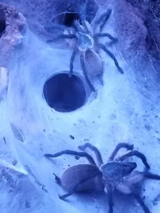 Die Blaue Jemen-Vogelspinne ist eine Spinne aus der Familie der Vogelspinnen