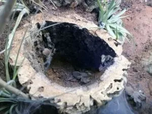 Gruppenhaltung Monocentropus balfouri Vogelspinnen