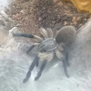 Monocentropus balfouri Vogelspinne