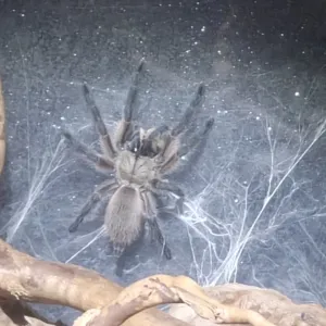 monocentropus-balfouri