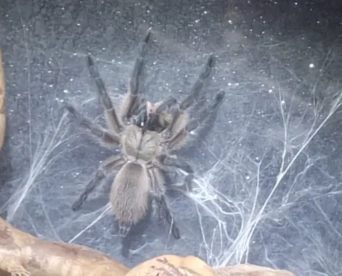 monocentropus-balfouri