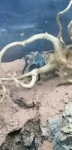 Monocentropus balfouri 0.1